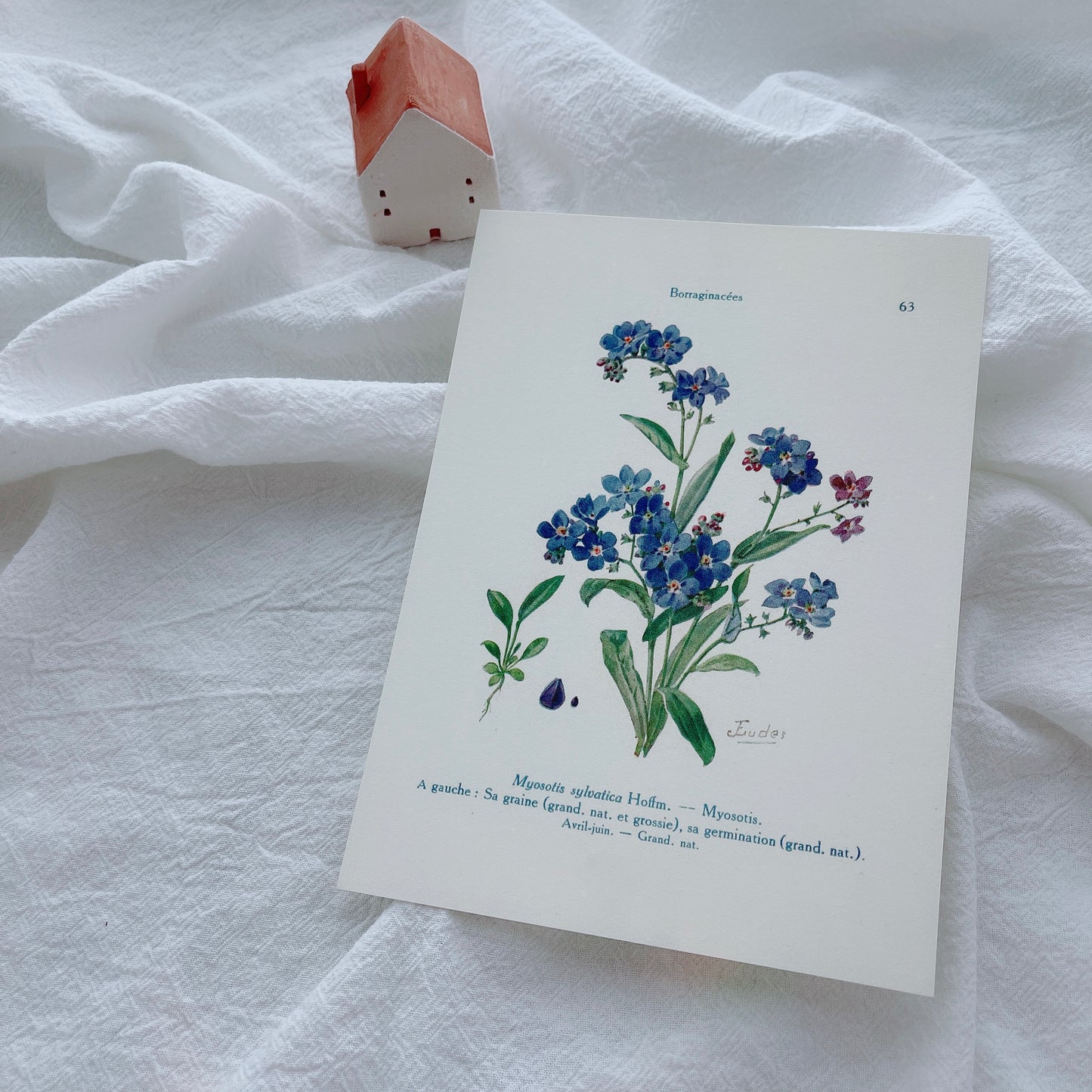 Day and Moment Forget Me Not Paper Pack